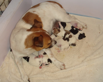 Elsie and Puppies